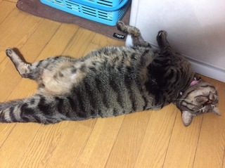 北村1.jpeg