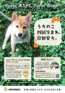 kyoto犬ちゃん.jpg
